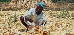indian_farmer_maize_z_53012