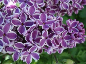 lilac-flower-3