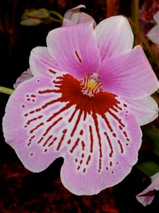 miltonia-orchid-2
