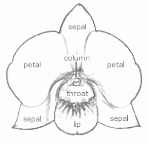 orchid-diagram