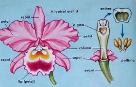 Orchid flower diagram